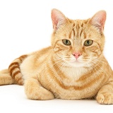 Ginger cat lying with head up