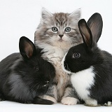 Maine Coon kitten, 8 weeks old, with rabbits