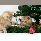 Ginger kittens playing with a Christmas tree