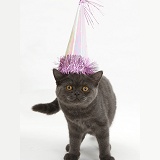 Grey kitten wearing a birthday party hat