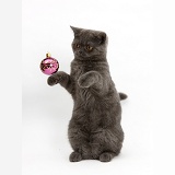 Grey kitten playing with Christmas bauble
