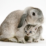 Silver Lop rabbit and silver tabby kitten