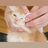 Wiping the eye of a ginger Maine Coon kitten
