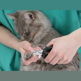 Clipping the claws of a Maine Coon cat