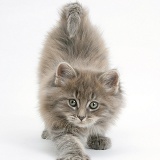 Maine Coon kitten, 7 weeks old, stretching