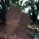 Rainforest termitaria