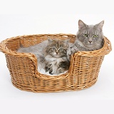 Maine Coon cat and kitten in a basket