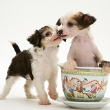 Puff and naked Chinese Crested pups in a Chinese pot