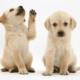 Playful Retriever-cross pups