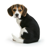 Beagle pup looking over her shoulder