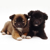 Cute mongrel pups