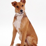 Lakeland Terrier x Border Collie