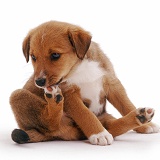 Brown puppy nibbling his foot