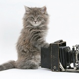 Maine Coon kitten playing with a camera