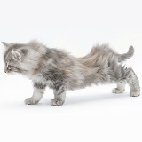Maine Coon kitten, 8 weeks old, stretching