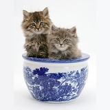 Maine Coon kittens in a blue china pot