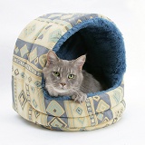 Maine Coon cat in an igloo cat bed