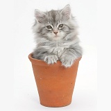 Maine Coon kitten in a terracotta flowerpot