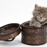 Maine Coon kitten, 7 weeks old, in a basket