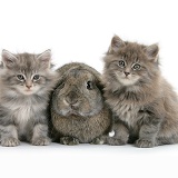 Maine Coon kittens, 7 weeks old, with agouti Lop rabbit