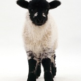 Shropshire x Rough Fell lamb