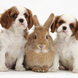 Cavalier King Charles Spaniel pups and rabbit