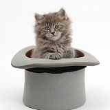 Maine Coon kitten, 7 weeks old, in a top hat