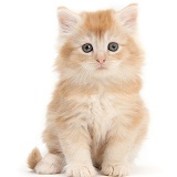 Ginger Maine Coon kitten, 7 weeks old