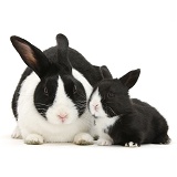 Mother and baby black-and-white Dutch rabbits