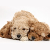 Sleepy golden Cockapoo pups