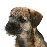 Border Terrier pup in profile