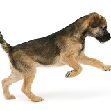 Border Terrier pup pouncing