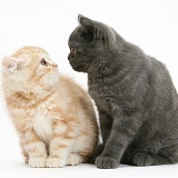 Bold grey kitten and timid ginger kitten