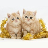 Ginger kittens with yellow tinsel