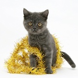 Grey kitten with yellow tinsel