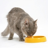 Maine Coon cat drinking water from a yellow plastic bowl