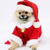 Pomeranian wearing Santa costume