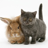 Grey kitten and sandy Lionhead rabbit