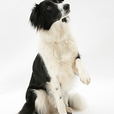 Border Collie holding up paw