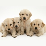 Four Golden Retriever puppies in a row