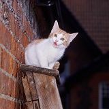 Kitten up a ladder