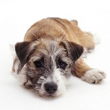 Jack Russell Terrier cross