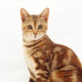 Lilac Birman-cross cat