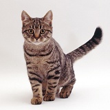 Young tabby female cat