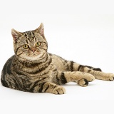 British Shorthair tabby-tortoiseshell cat reclining