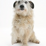 Terrier-cross with a lame paw