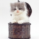Persian-cross kitten in a small basket