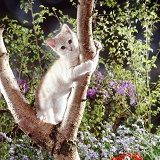 Brown Spotted Bengal kitten climbing a tree