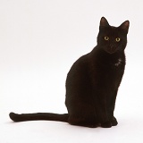 Black Shorthair male cat