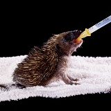 Baby Hedgehog being hand-reared
